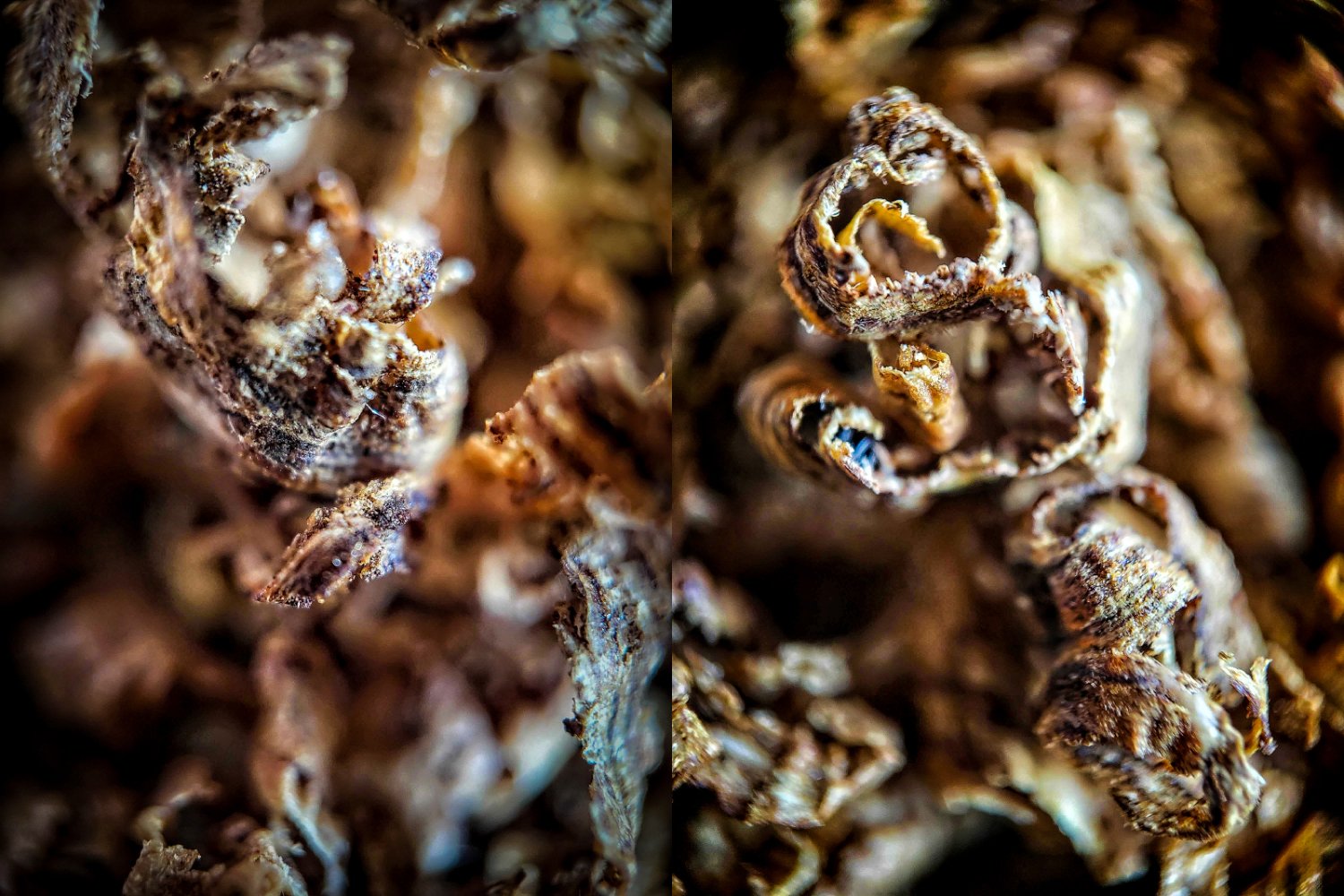 Agarwood: A Reality Check